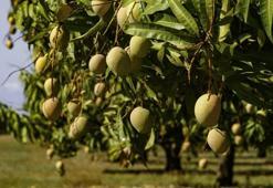 Türkiye'nin her yerinde yetişiyor! Servet kazandırıyor
