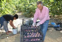 İncirde rekolte düştü, fiyat arttı