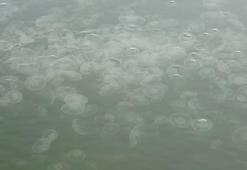 İzmit Körfezi'nde ürküten görüntü