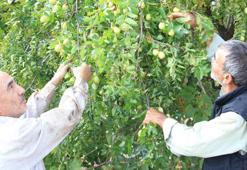 Şifa deposu 'Çin hurması' hünnap gelir kapısı oldu! Bağışıklık sisteminden kolesterole, obeziteden kemiklerin güçlenmesine kadar çok faydası var...
