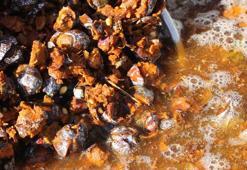 Bağışıklık sistemini güçlendiriyor, astım ve bronşite iyi geliyor! Toros Dağı zirvesinden Türkiye'ye yayılan şifa