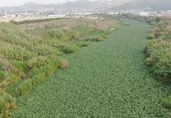 Hatay'da inanılmaz görüntü! Asi Nehri yeşile döndü, su adeta görünmez hale geldi