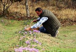 Kilosu 250 bin  liradan satılan safranda rekolte düşük bekleniyor