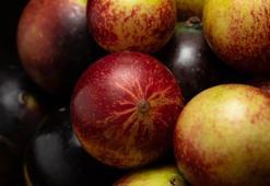 Limona meydan okuyor! C vitamini deposu, doğanın insanlığa hediyesi; mucizevi meyve!