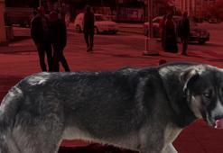 'Cenin olacaksın, sen de esne...' Hepsini unutun, işte köpek saldırısına karşı tek çözüm