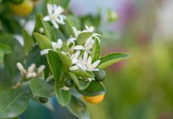 Mevsimi geldi, faydaları saymakla bitmiyor! Kolajen üretimini teşvik ediyor, UV hasarına karşı koruyor, beta-karoten içeriğiyle kırışıklıkları yok ediyor