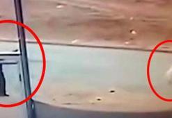 Sokak köpeğini tüfekle öldürdü! Serbest bırakıldı