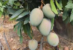 Bu meyve sahibini zengin ediyor! Tanesi bin liradan sattı, şimdi paraya para demiyor!