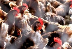 Kuş gribi alarmı: 40 bin kümes hayvanı itlaf edilecek