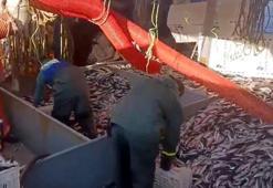 Marmara Denizi'nde 12 ton kolyoz yakalandı, tezgahlarda kilosu 100 ile 150 lira arasında satışa sunuldu