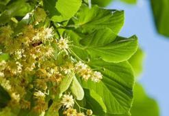 Tilya Kürü Tarifi İle Zayıflama Önerileri...tilya Kürü Nasıl Yapılır, Nasıl Kullanılır?