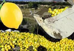 Limonda servet değerinde israf! 4 dolardan satılıyor...