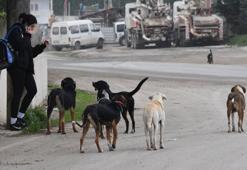 5 ilde sahipsiz köpek sayısı 100 bine dayandı! Korkutan rakam