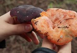 'Kanlıca' mantarı sanılarak toplanılan mantarlardan yiyen 11 kişi zehirlendi
