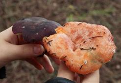 İstanbul'da 'mantar' alarmı! Belediye uyarı yaptı