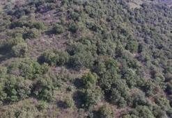 Flora Nedir? Türkiye Flora Bölgeleri Özellikleri Nelerdir?