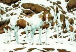 Resimdeki atların sayısını sosyal medyayı ikiye böldü! Sizce resimde kaç tane at var?