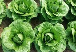 Marul Kaç Kalori? Marul Besin Değerleri Ve Kalorisi...