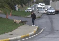 Bağcılar’da başıboş gezen köpekler dehşet saçtı