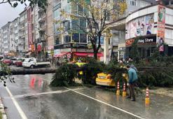 Rize'de fırtına; sac uçtu, ağaç taksinin üzerine devrildi