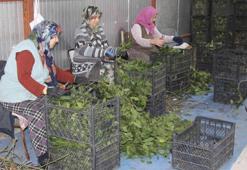 Defne yaprakları, kadınlar için gelir kapısı oldu! Yüzde 90'ını Türkiye karşılıyor