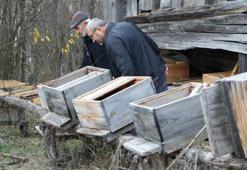 Kış uykusuna yatamayan ayılar, indikleri köyde 50 arı kovanını parçaladı