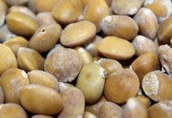 Siirt'te bıttım, kilosu 800 liradan alıcı buluyor