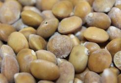 Siirt'te bıttım, kilosu 800 liradan alıcı buluyor