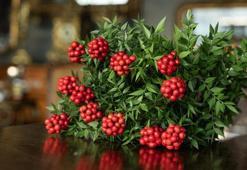 Yılbaşında neden kokina alınır? Yılbaşı çiçeği kokinanın anlamı nedir, kokina nasıl yapılır? Kokina’nın hikayesi…