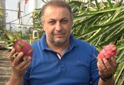 İnternette gördüğü ejder meyvesinin üreticisi oldu