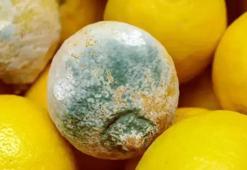 Limon saklamanın bir de bu yolunu deneyin! Küflenmiş yarım limonu bir daha görmeyeceksiniz!