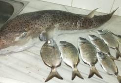 Balon balığının en zehirlisini yemişler! Yasak getirilmeli