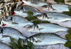 Deniz suyu soğumadı balık Karadeniz’de soğuğa kaçtı