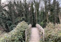 Bu ormana bilim adamı olmayan giremez