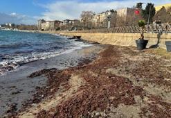 Tekirdağ'da sahil yosunla kaplandı