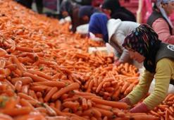 Kadınların elle sökümünü yaptığı havuç dünya pazarına hazırlanıyor