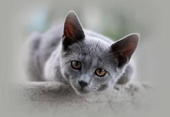 Rüyada Gri Kedi Görmek Ne Anlama Gelir? Rüyada Gri Kedi Sevmek Nasıl Yorumlanır?