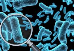 Bakterilerin Biyoteknolojide Kullanım Alanları Nelerdir? Biyoteknolojide Bakterilerden Nasıl Yararlanılır?