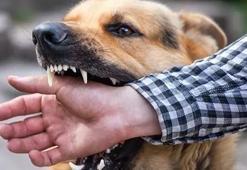Rüyada Köpek Saldırması Görmek Ne Anlama Gelir? Rüyada Köpekten Kaçmak Nasıl Yorumlanır?