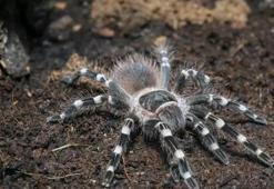 Rüyada Tarantula Görmek Ne Anlama Gelir? Rüyada Tarantuladan Korkmak Nasıl Yorumlanır?