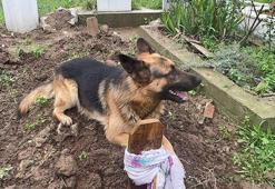 Evladı gibi baktığı köpeği 52 gündür mezarından ayrılmıyor