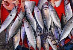 Tezgâhlarda hamsinin yerini istavrit almaya başladı