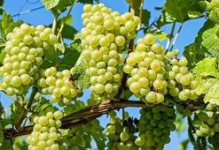 Rüyada Üzüm Salkımı Görmek Ne Anlama Gelir? Rüyada Salkımdan Üzüm Yemek Nasıl Yorumlanır?
