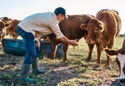 Hayvan ithalatında özel sektör olmayacak hayvanlar 4 ay satılamayacak