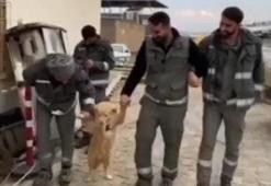 İşçilerin mola esnasında köpekle halayı güldürdü