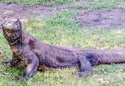 Komodo Ejderi Özellikleri Nelerdir? Komodo Ejderi Tehlikeli Midir, İnsana Saldırır Mı?