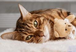 Kedi İle İlgili Hadisler! Peygamberimizin Kedi İle İlgili Hadisi Şerifleri...