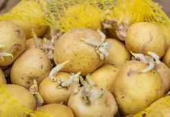 Yeşeren patates yenir mi? Aylarca saklayan yöntem: Patatesler hemen filizleniyorsa yanına bunu koyun!