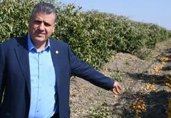 Narenciyede tehlike kapıda! ''Acil önlem alınmalı''