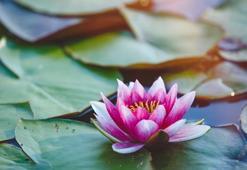 Nilüfer çiçeği köksüz mü? Köksüz nilüfer çiçeği ile lotus aynı mı, nilüfer çiçeğinin anlamı nedir, nilüfer çiçeği ne anlama gelir?